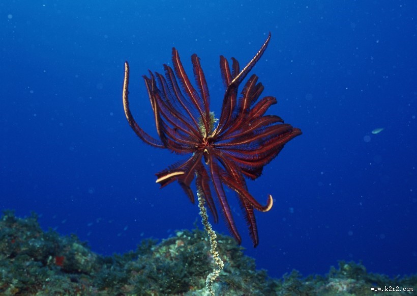 奇幻的海底生物图片
