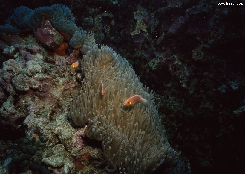 海底生物图片