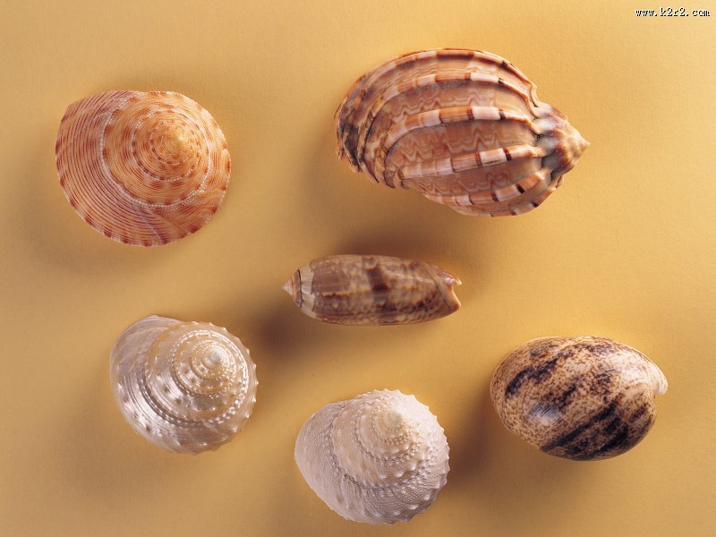 贝壳海螺图片