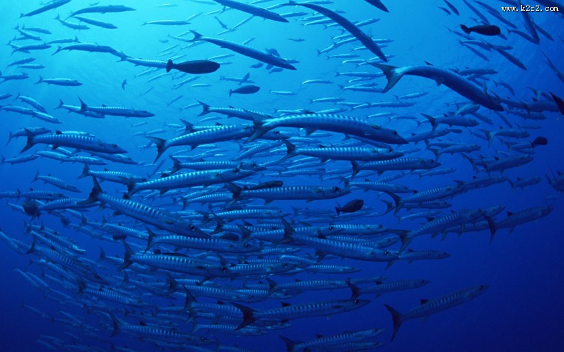 海底鱼群图片