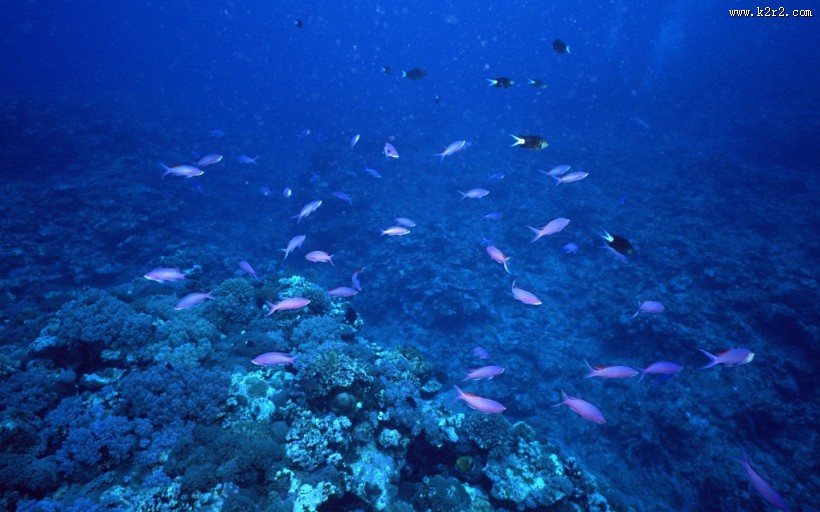 海底鱼群图片