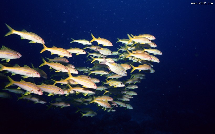 海底鱼群图片