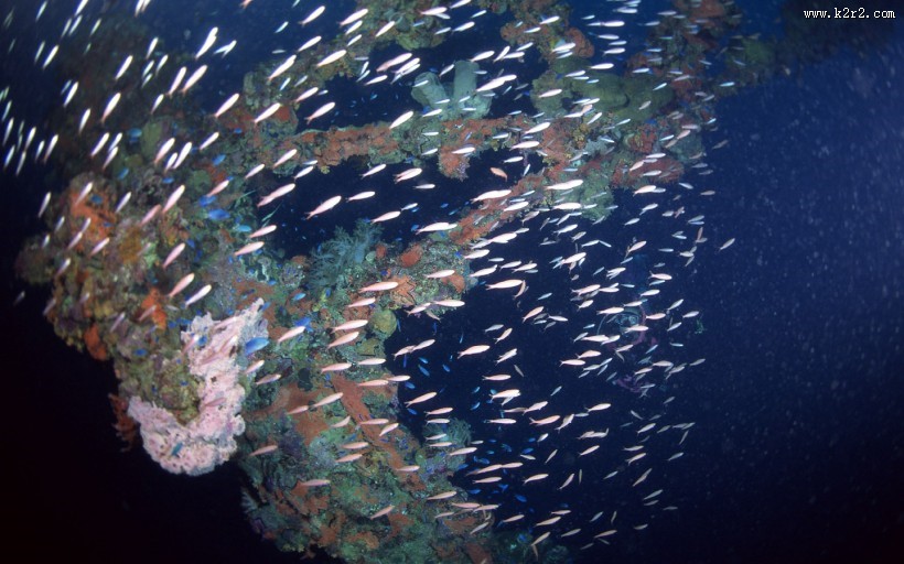 海底鱼群图片