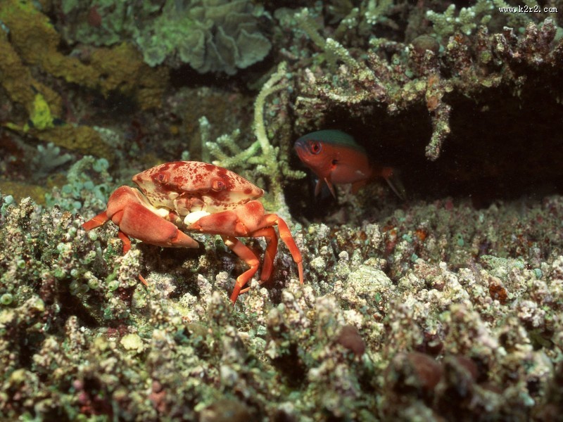 海底世界图片大全