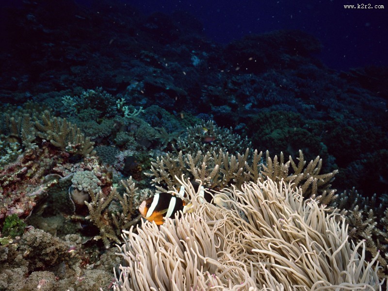 海底世界图片大全