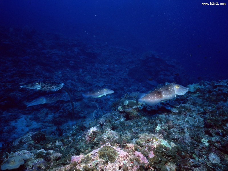 海底世界图片大全