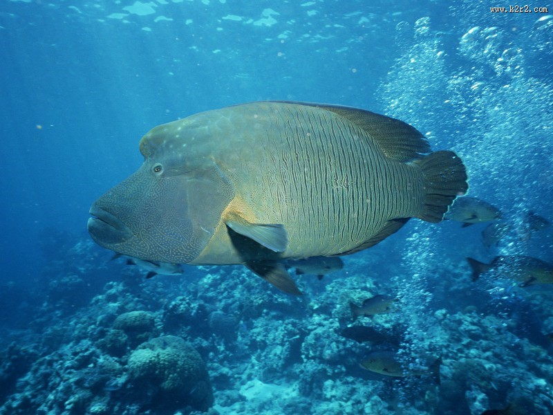 海底世界图片大全