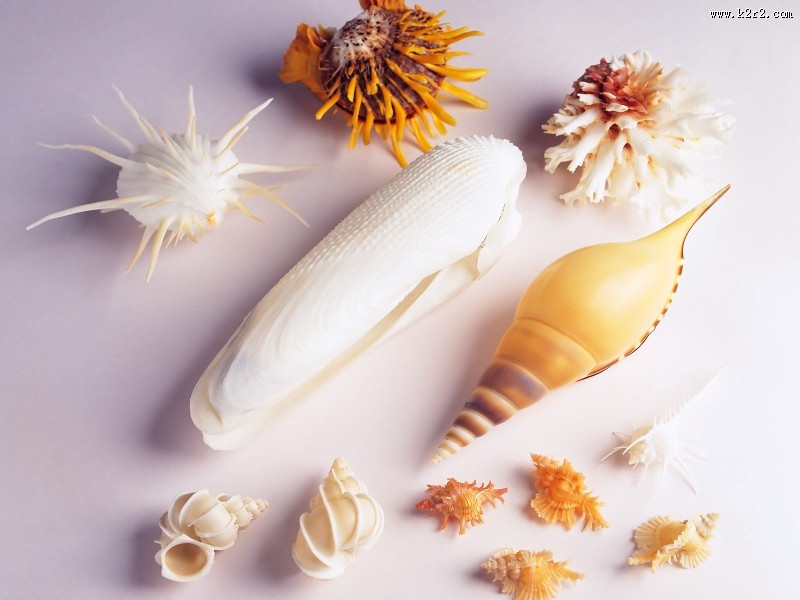 贝壳图片