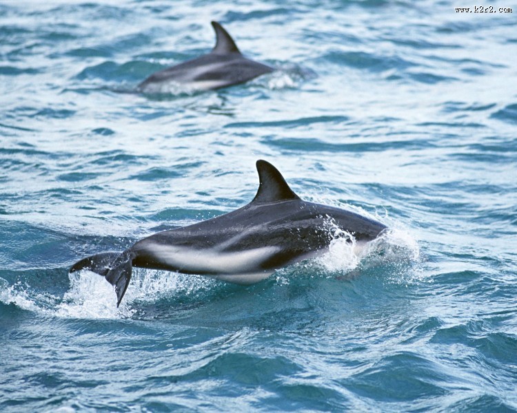 海豚图片大全