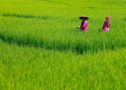 农田里的农民图片