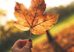 手拿落叶的人物图片