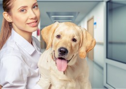 兽医治疗宠物的图片