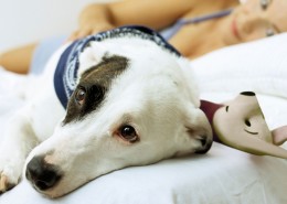 和宠物在家生活图片