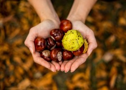 新鲜的板栗图片大全