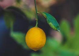 挂在树上的柠檬图片