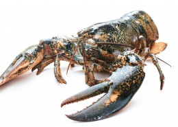 外壳坚硬的龙虾图片