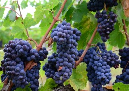 葡萄藤上的葡萄图片大全