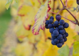 葡萄架上饱满的葡萄图片