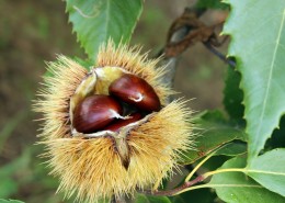 新鲜美味的板栗图片