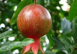 树上的石榴图片