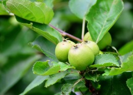 美味的青苹果图片