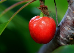 烟台大樱桃图片