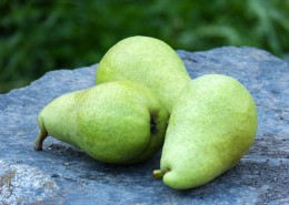 清甜多汁的梨图片