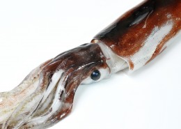 新鲜的乌贼海鲜图片大全