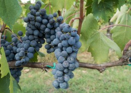 葡萄藤上的葡萄图片