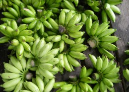 未成熟的绿色香蕉图片大全
