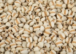 薏米薏仁图片大全