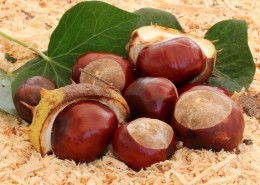 新鲜美味的板栗图片大全
