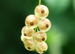 未成熟的醋栗图片