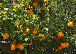 树枝上的橘子图片