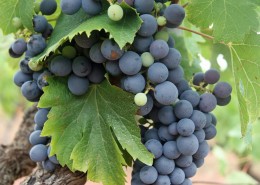 紫色的葡萄图片