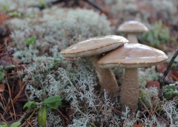 生长在地上的蘑菇图片