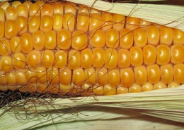 饱满的玉米图片