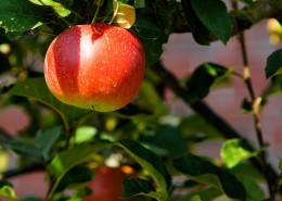 树上的红苹果图片