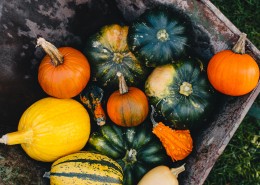 奇形怪状的南瓜图片