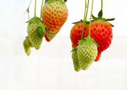 未成熟的草莓图片