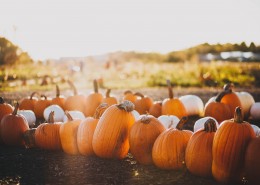 可口的南瓜图片