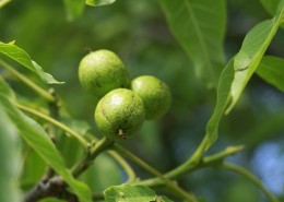 挂在枝头的绿色核桃图片