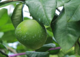 绿色未成熟的柚子图片