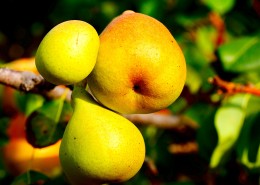 清甜多汁的梨图片大全