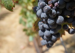 一串串成熟的葡萄图片