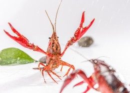 红色的小龙虾图片大全