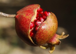 颗粒饱满的石榴图片