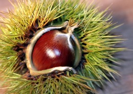 美味可口的板栗图片大全