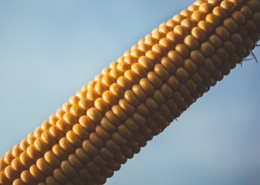 饱满的玉米图片大全