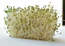 鲜嫩的豆芽图片